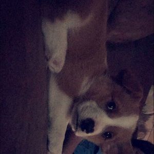 Meet your Posher, Gracie